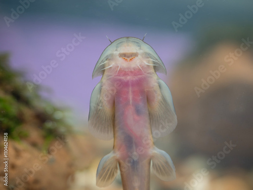 Obraz na płótnie Siamese freshwater batfish Found only in one place in the world in Inthanon National Park, Chiang Mai Province, Thailand. w salonie