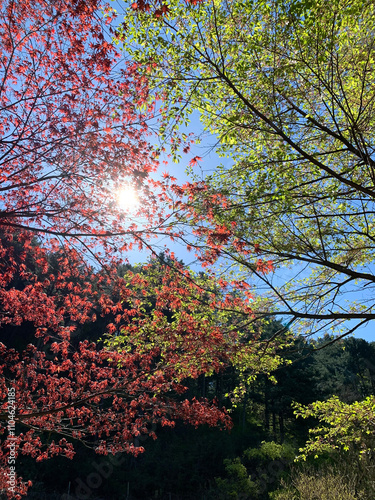 Colorful Leaves Under Spring Sunlight