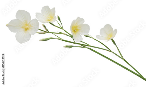 White flowers with delicate petals on a green stem, cut out - stock png.