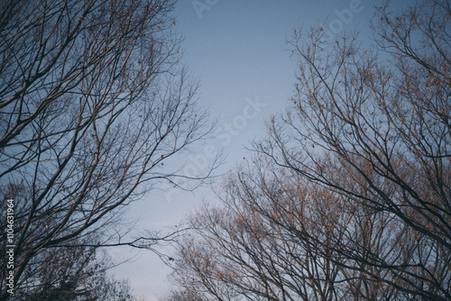 Arboles secos en Yoyogi Park, Tokyo photo