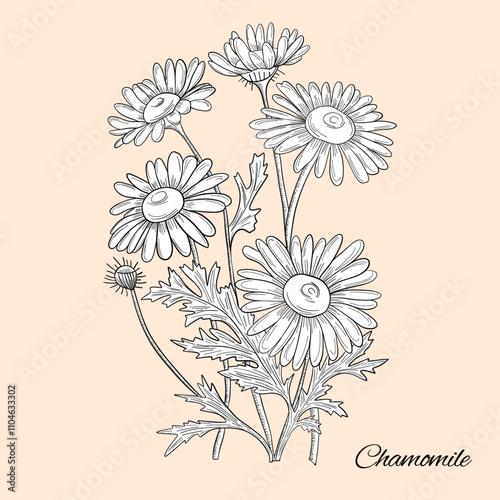 Chamomile outlines botanic natural floral