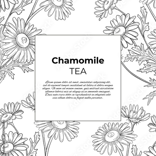 Chamomile outlines botanic natural card template