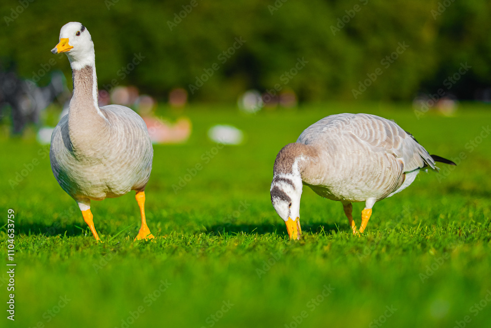 Two Bar-Headed Geese Grazing on Vibrant Green Grass in a Lush Park Setting During a Sunny Day Two Bar-Headed Geese Grazing on Vibrant Green Grass in a Lush Park Setting During a Sunny Day