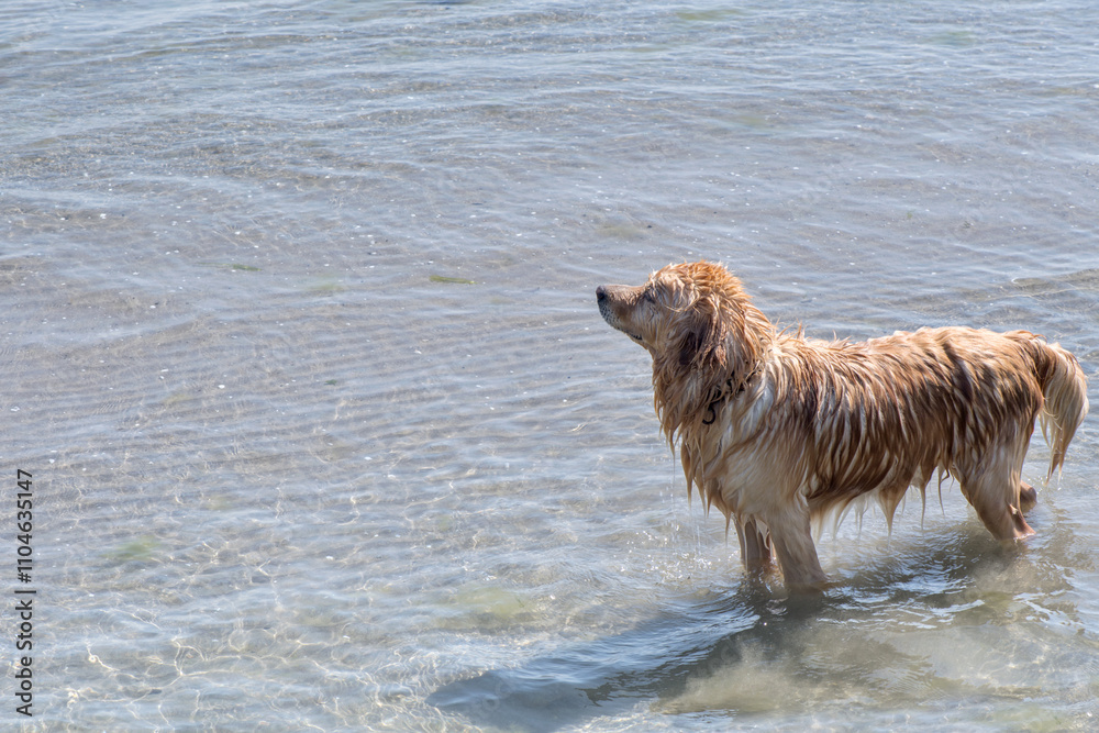 A wet golden retriever stands in shallow water at the beach, enjoying a refreshing moment in the clear, calm sea. A wet golden retriever stands in shallow water at the beach, enjoying a refreshing moment in the clear, calm sea.