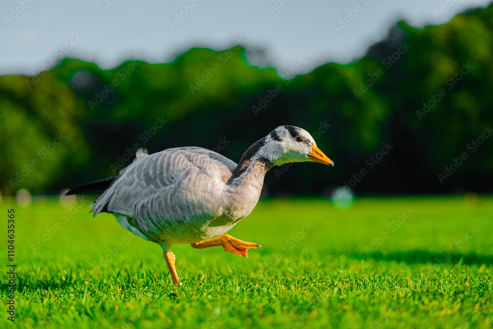 Bar-Headed Goose Walking Gracefully on Lush Green Grass with Nature Background Bar-Headed Goose Walking Gracefully on Lush Green Grass with Nature Background