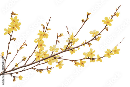 Spring's bright yellow flowers bloom, cut out - stock png.