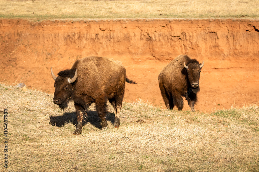 Two Wind Cave Bison Coming out of a Draw Two Wind Cave Bison Coming out of a Draw