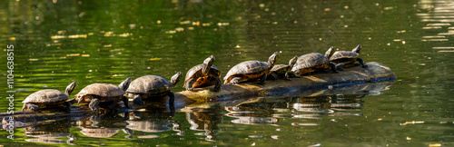Photography Group of Turtles Basking on a Log