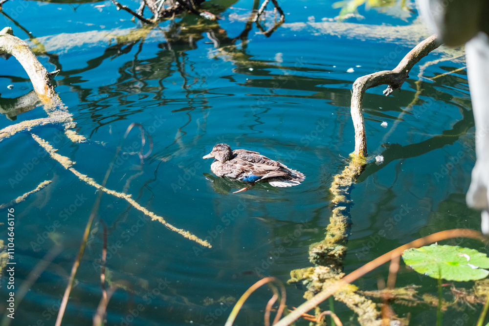 Fototapeta premium Peaceful Duck Floating in Clear Blue Waters Surrounded by Natural Vegetation in a Serene Pond Setting