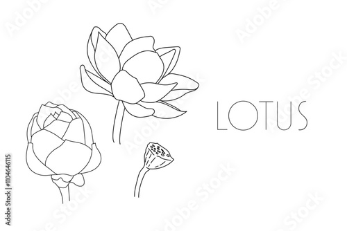 蓮の花　スイレン　水連　花　イラスト　線画　シンプル　透過