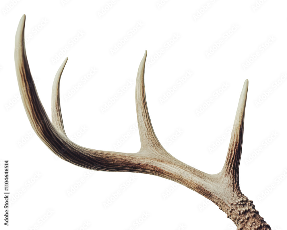 Fototapeta premium Majestic deer antler with impressive points, cut out - stock png.