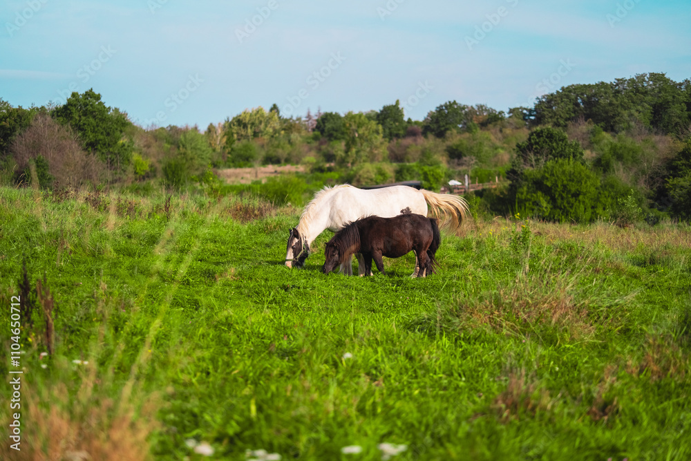 Beautiful White and Brown Horses Grazing Peacefully in Green Pasture Beautiful White and Brown Horses Grazing Peacefully in Green Pasture