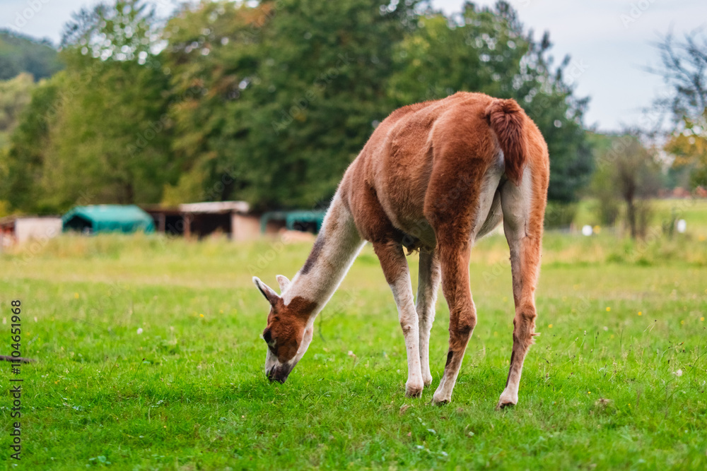 Grazing Llama in a Lush Green Pasture Surrounded by Trees on a Peaceful Farm Grazing Llama in a Lush Green Pasture Surrounded by Trees on a Peaceful Farm