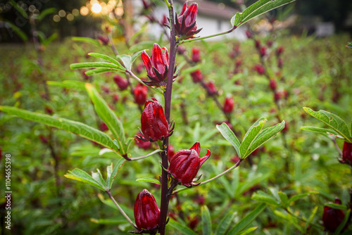 This appears to be the roselle plant (Hibiscus sabdariffa), commonly grown for its edible calyxes, which are used in teas, jams, and beverages.