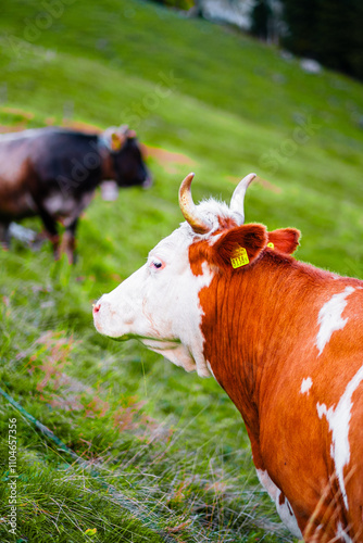 Peaceful Brown and White Cow Grazing on a Lush Green Mountain Pasture in Tranquil Countryside Setting