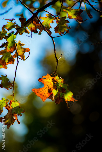 Colorful, Autumn leaves hanging from tree branch