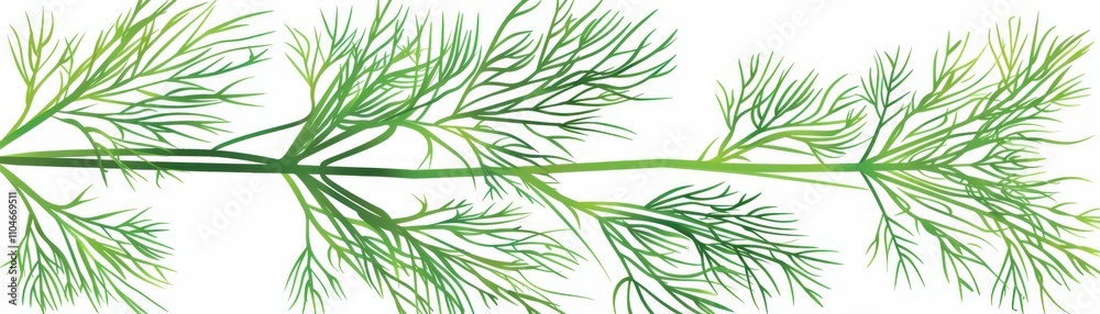 Fototapeta premium A delicate green herb with feathery leaves, resembling dill, displayed against a white background.