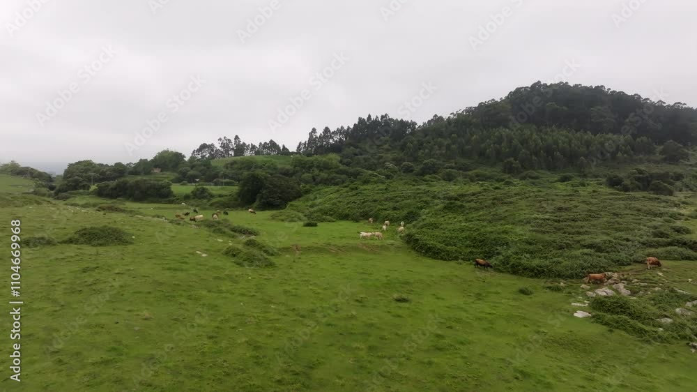 Cows graze peacefully in a green meadow, surrounded by hills under a cloudy sky on a tranquil day Cows graze peacefully in a green meadow, surrounded by hills under a cloudy sky on a tranquil day