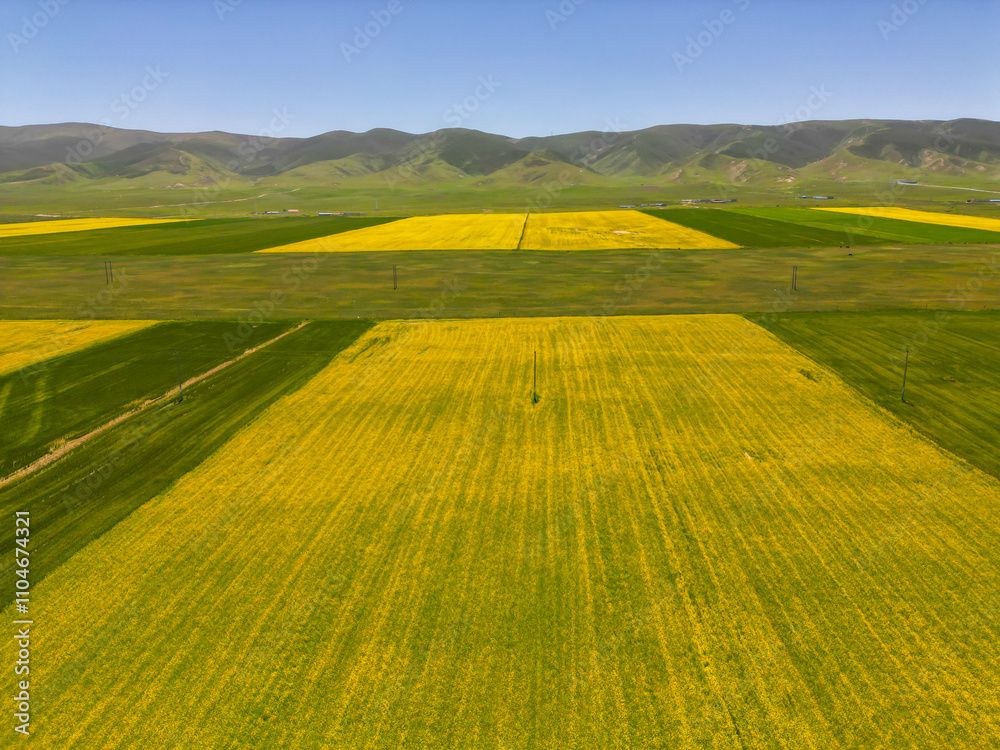 Obraz premium Rape blossoms in Qinghai Lake, China from above shot on drone