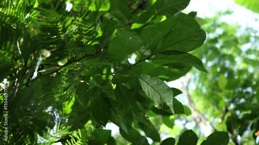 Worms-eye view of lush woodland, vibrant green foliage, shimmering morning dew, digital 3D render, photorealistic texture, ambient lighting to enhance foliage detail Worms-eye view of lush woodland, vibrant green foliage, shimmering morning dew, digital 3D render, photorealistic texture, ambient lighting to enhance foliage detail