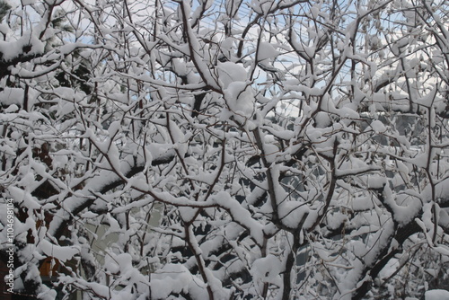 snow covered branches in winter