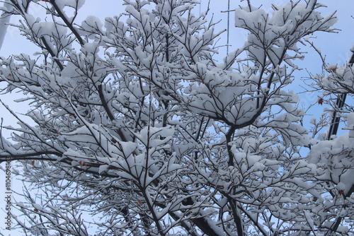 snow covered branches in winter