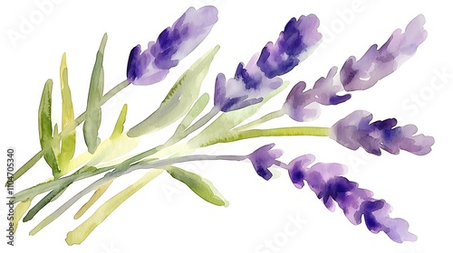 Watercolor Lavender Flowers  Botanical Illustration