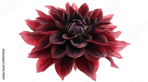 Dark Red Dahlia Flower  Isolated on White Background