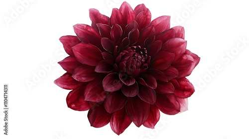 Burgundy Dahlia Flower  Isolated Bloom  Botanical Macro