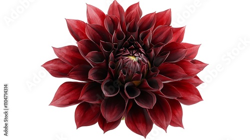 Dark Red Dahlia Flower  Isolated Bloom  Botanical Photography
