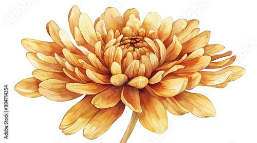 Golden Chrysanthemum Watercolor Flower Illustration