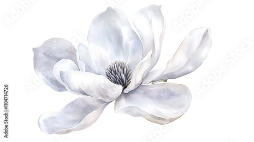 Watercolor Magnolia Flower  White Blossom  Botanical Illustration