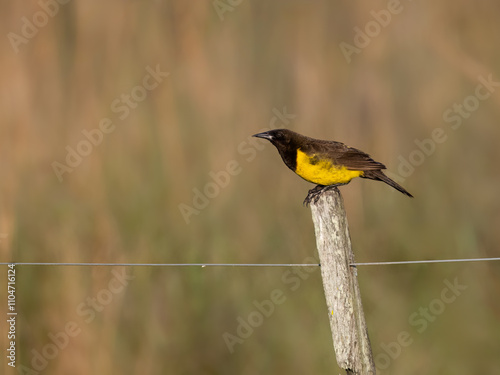 Brown-and-yellow Marshbird perched on a fence post against blur background photo