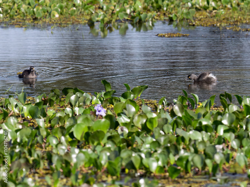 Least Grebes swimming on the pond with aquatic vegetation photo