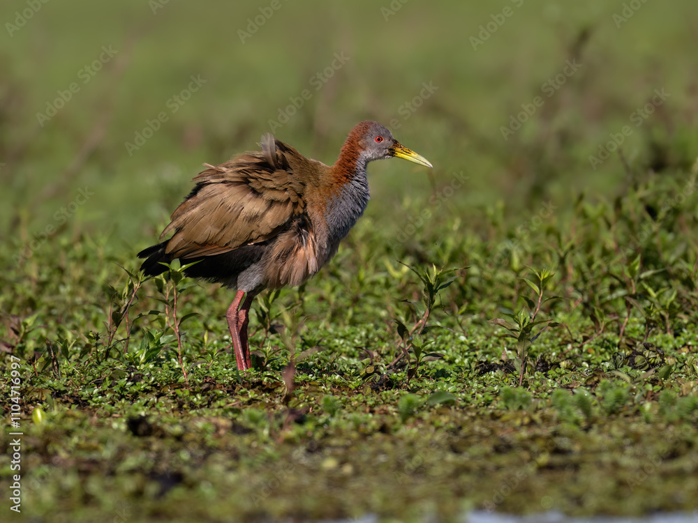 Giant Wood Rail standing in a marsh against lush green vegetation Giant Wood Rail standing in a marsh against lush green vegetation