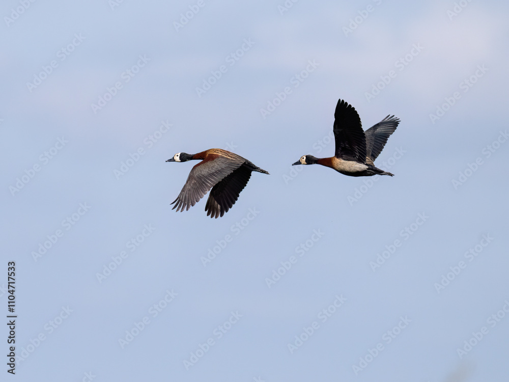 Obraz premium Two White-faced Whistling Ducks in flight on blue sky