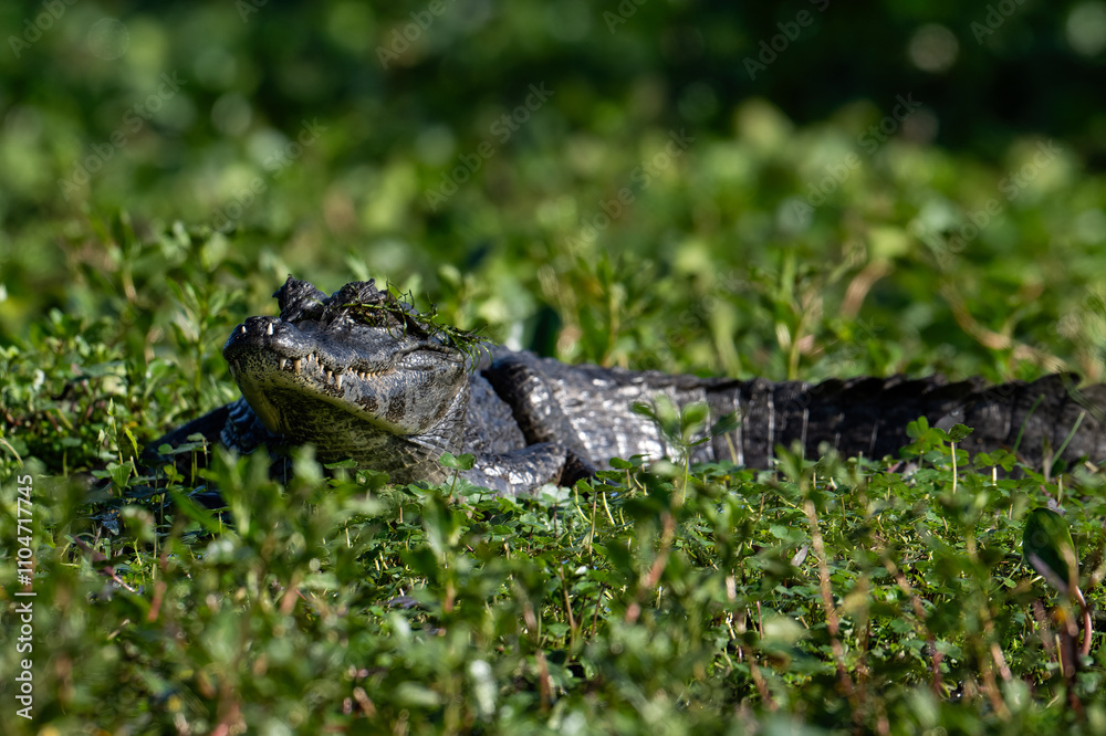 Cayman swimming in a marsh with lush green vegetation Cayman swimming in a marsh with lush green vegetation