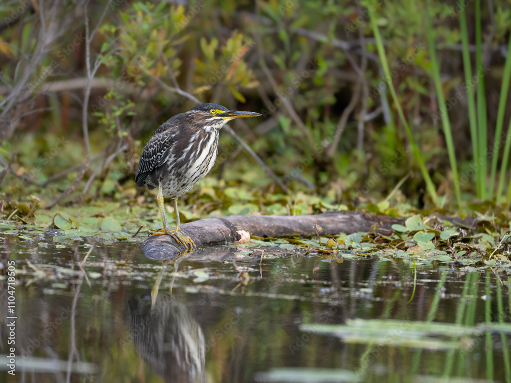 Green Heron stretching its wing on the pond surrounded by aquatic vegetation Green Heron stretching its wing on the pond surrounded by aquatic vegetation