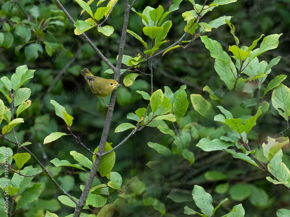 Yellow Warbler on tree branch in fall Yellow Warbler on tree branch in fall