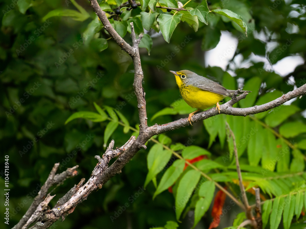 Canada Warbler perched on tree branch in fall Canada Warbler perched on tree branch in fall