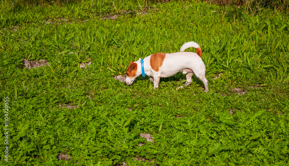 A Jack Russell dog on a walk near a lake looks for traces of wild animals in the grass. A Jack Russell dog on a walk near a lake looks for traces of wild animals in the grass.