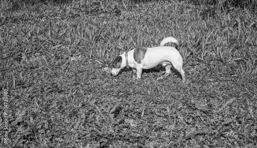 Photography A Jack Russell dog on a walk near a lake looks for traces of wild animals in the grass