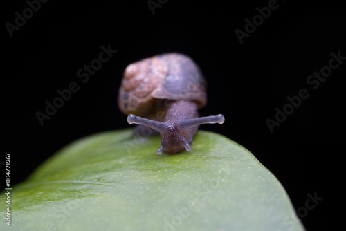 snail in the wild state photo