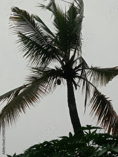 Coconut tree background clouds 