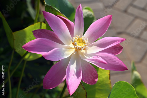 A beautiful lotus flower in shades of purple, white, and yellow in a home garden, photographed close-up photo