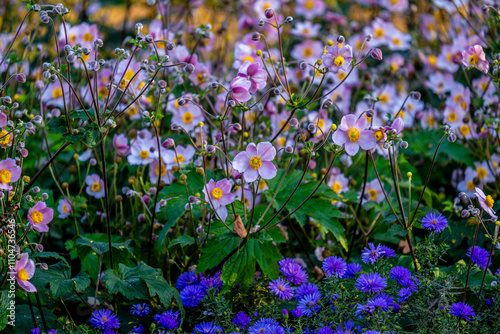 Japanese autumn anemone in the garden close-up.