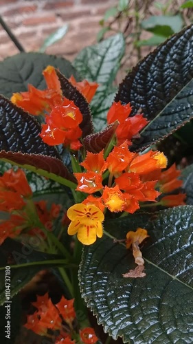 maple leaf
