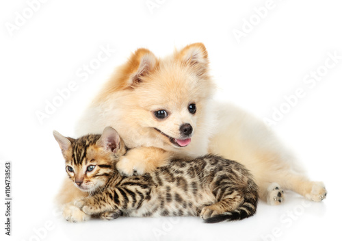 Young Spitz puppy hugs tiny Bengal kitten. Isolated on white background