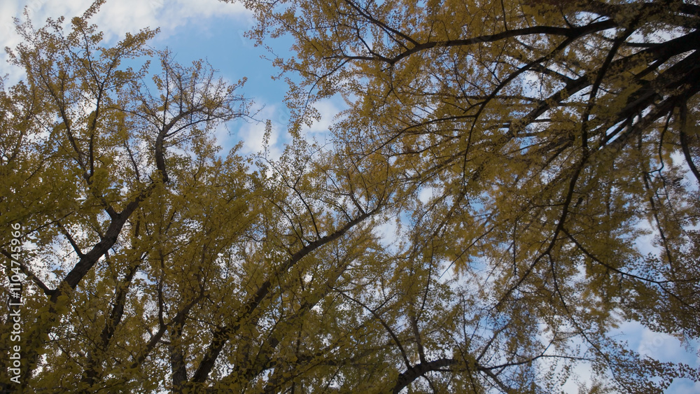 奈良公園の美しい紅葉(秋,風景) 奈良公園の美しい紅葉(秋,風景)