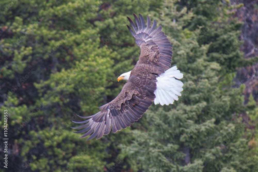 Fototapeta premium A Bald Eagle in Flight